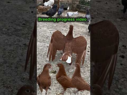 pigeon breeding progress | #pigeon #kabootar #kabootarbazi #shorts