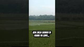 Download lagu pesawahan di rawa#Shorts mp3 Download lagu pesawahan di rawa#Shorts mp3