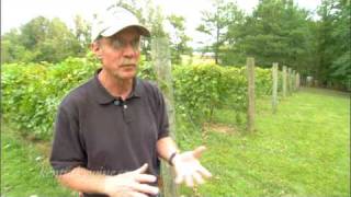 preview picture of video 'Vintage Kentucky Tastings - Growing Grapes In Kentucky'
