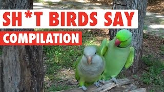 videos de risa  fases cómicas con pájaros