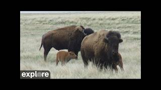 LIVE Bison Cam: Calving Plains – Grasslands National Park | explore.org