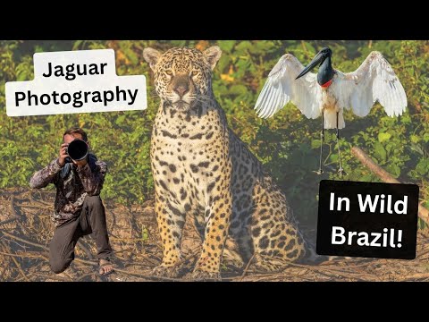 Photographing Jaguars in Brazil's Wild Pantanal, Part 1. Amazing photography & a HUGE mistake!
