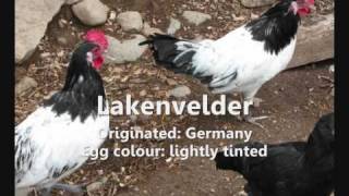 Guide to Chicken Breeds