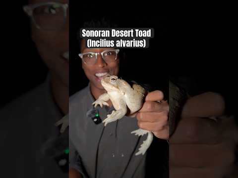 I FOUND THE DMT TOAD 😯