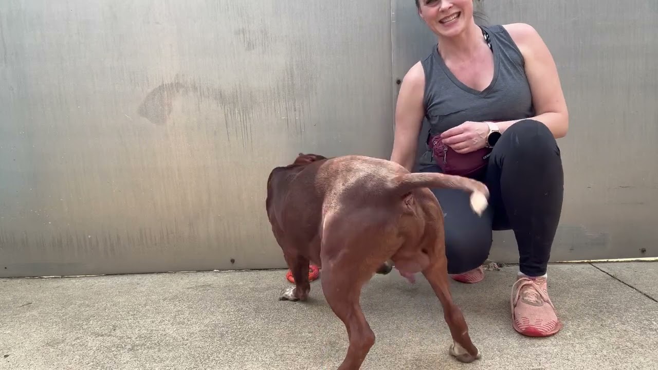 Tabasco, a ADOPTABLE Pit Bull Terrier in Chicago, IL video 5/5