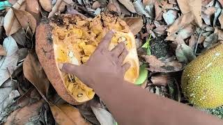Download lagu Cempedak kampung isi manis. mp3 Download lagu Cempedak kampung isi manis. mp3