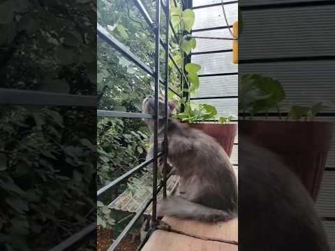 hope song❤️‍🩹🫰🏼