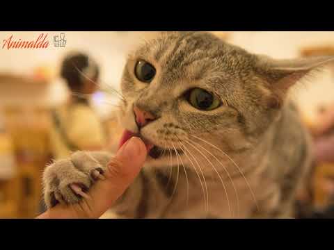 6 Reason Why Cats Licks You