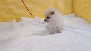 ハーフ犬の動画01