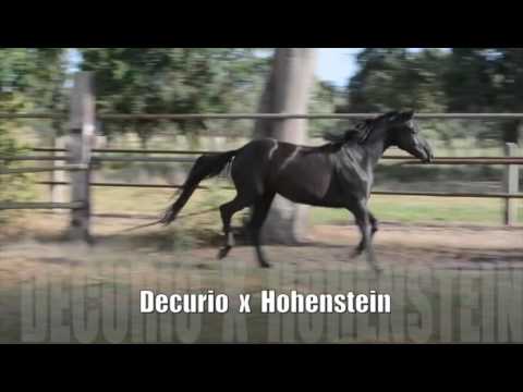 Darling - 4 jährige Rappstute von Decurio/Hohenstein