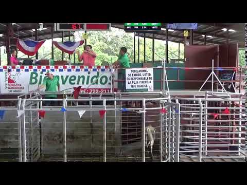 SUBASTA GANADERA DE PANAMA,BOQUERON 13/11/2025