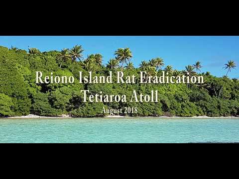 A successful Pacific rat eradication on tropical Reiono Island