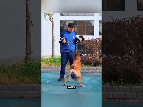 Bir Köpek Yangını Fark Etti… Sonra Yaptığı Şey Herkesi Şok Etti #shorts