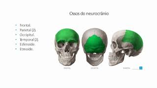 Tópicos da anatomia da cabeça e pescoço - aula 5.