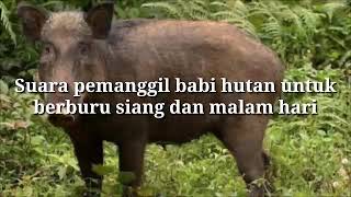 Download lagu Suara pemanggil babi hutan untuk berburu di siang dan malam hari mp3 Download lagu Suara pemanggil babi hutan untuk berburu di siang dan malam hari mp3