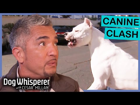 Cesar Millan VS Aggressive Big Dogs | Dog Whisperer With Cesar Millan