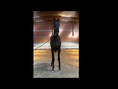 Oldenburger Hengst von Morricone /San Amour/Fürst Heinrich/De Niro