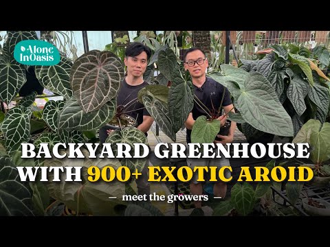 Exotic Aroid Backyard Greenhouse Tour | Meet the grower with Pro Tips