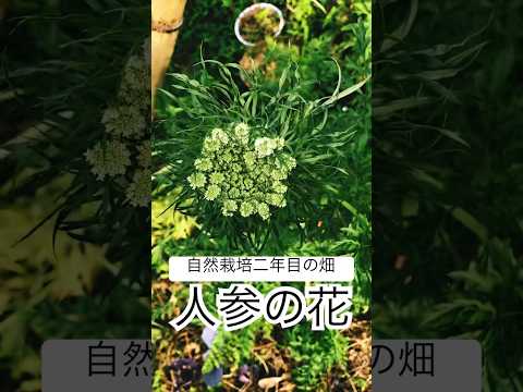 ニンジンバエに対するラベンダー煎じ薬 2023