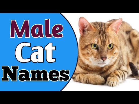 Top & Most Popular Male Cat Name Ideas for 2021 || Boy Cat Names [Best List]  || NamoLozy