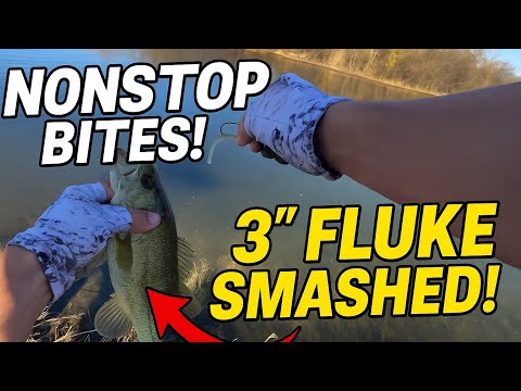 3-Inch Fluke = NONSTOP Action! Bass Were Hammering It!