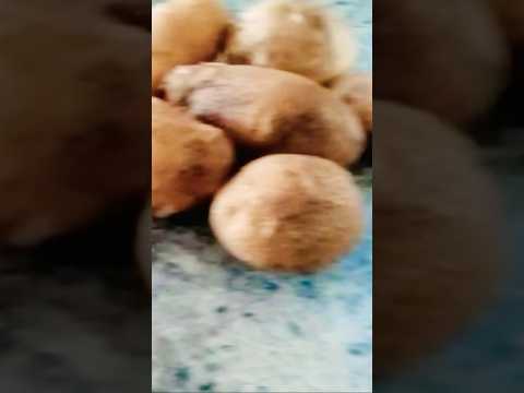 Todayharvest💚​⁠@VL-38#garden#vegetables#harvest#ad #viral#gardening#shorts#canada#nature#gift#fyp