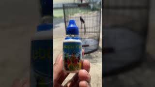 Download lagu Vitamin Burung Murai Batu Supaya Cepat Gacor mp3 Download lagu Vitamin Burung Murai Batu Supaya Cepat Gacor mp3