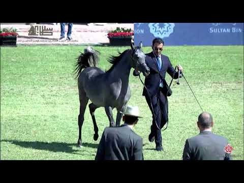 N.37 YAMAMAH AL OYANNAH - 2020 PSAIAHF Al Khalediah Show - Yearling Fillies (Class 1C)