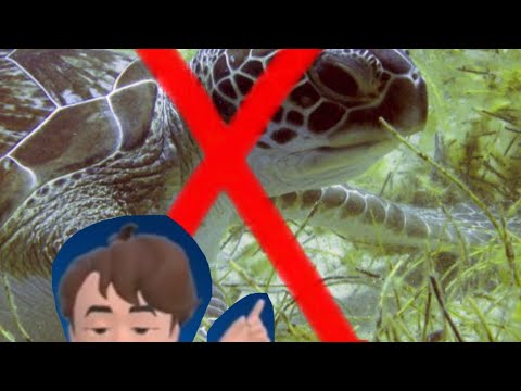 Professional Turtle Hunter is FORCED to Explain Himself!
