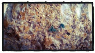 When Good Mushrooms Go Bad | Contamination in Indoor Edible Mushroom Substrate - Wine Cap, Oyster