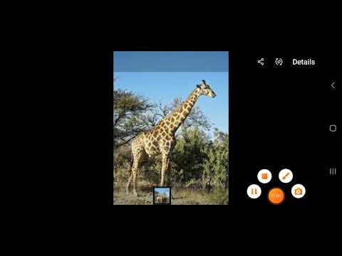 Wild animals name in Arabic. : Class- Nursery and LKG