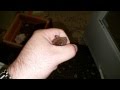 Bat Bites Me After Flying Around House