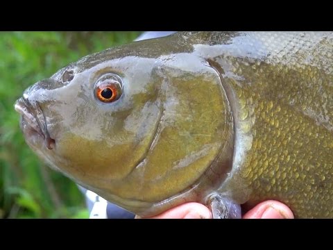 Tench Fishing - Time For Tench Part One