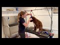 Dog Groom Time Lapse - Border Collie Poodle Mix