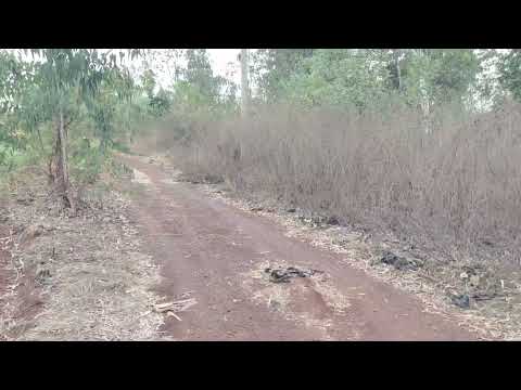 22 acrs Mango form land for sale 35 lacks acre sangareddy sadashivapet zaheerabad Nyalkal 9640041044