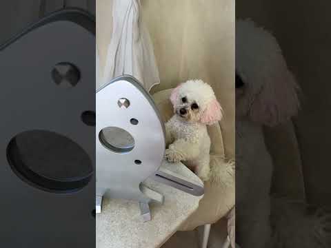 Bella: Everything can't escape my eyes #smart #dog #funny #cute #bellamaltipushka