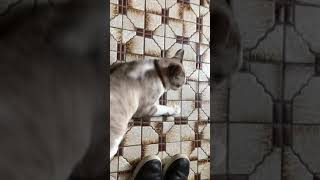 外に出たがるゆきち