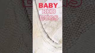 Major Bed Bug Infestation in NYC #bedbugs #infested