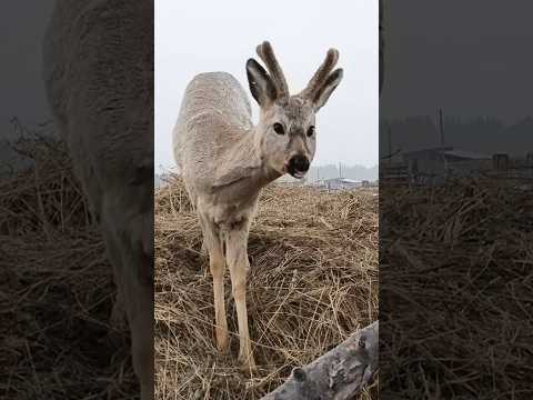 деловой такой #fyp #foryoupage #viral