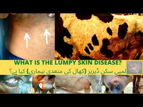 , title : 'A Practical Description of Lumpy Skin Disease with demonstration on live cases (Complete Video)'