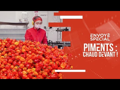 Piment : chaud devant! - Envoyé Spécial
