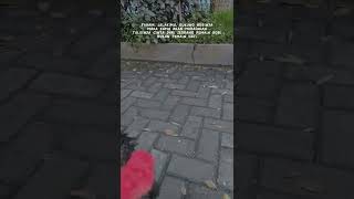 Download lagu kata kata buat peternak ayam mp3