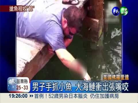 大魚上鉤! 殺人鯨竄出海面"搶劫"