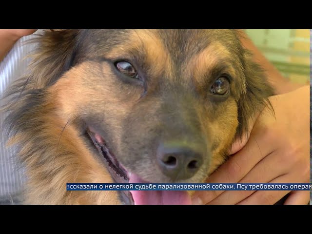 Ангарчане за день собрали деньги на лечение собаки