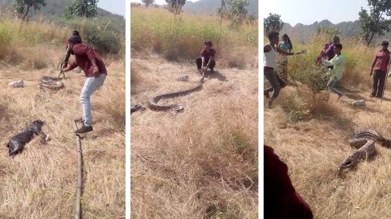 Villagers Make Python Regurgitate Dog