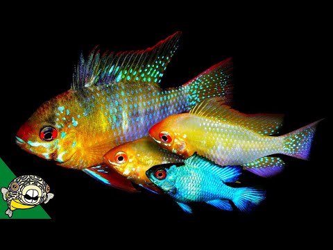 Fish Room Tour #7 Dean breeds Discus, Apistotrammas, Rams and Rare Plecos. Small Fish Room