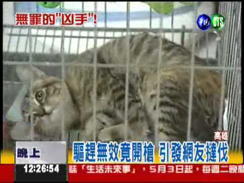 持空氣槍射貓 美牧師判決無罪