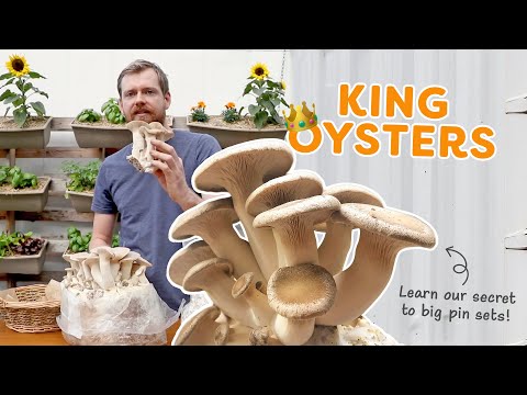 King Oyster Mushrooms, our absolute favourite to eat!