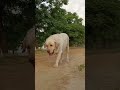 Big Boss Coming Shorts Dog Puppy Ytshorts