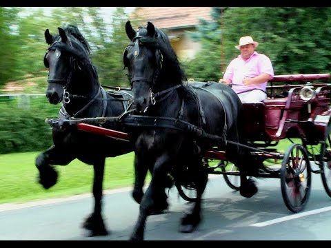 Rácalmási Gyuszi lovai eladók! Frizek